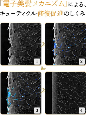 公式 ジェロントロン Gerontoron 究極のシャンプー トリートメント